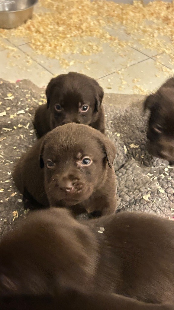 Des Oursons De L'Aisne - Chiot disponible  - Labrador Retriever