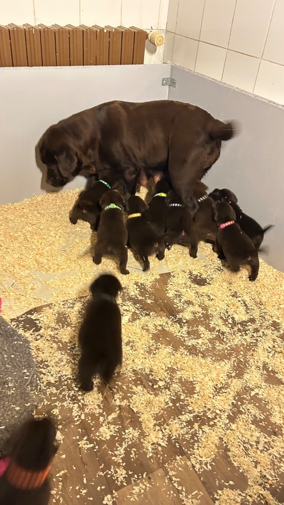 Des Oursons De L'Aisne - Chiot disponible  - Labrador Retriever