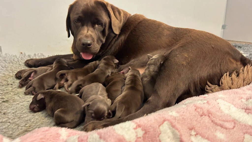 chiot Labrador Retriever Des Oursons De L'Aisne