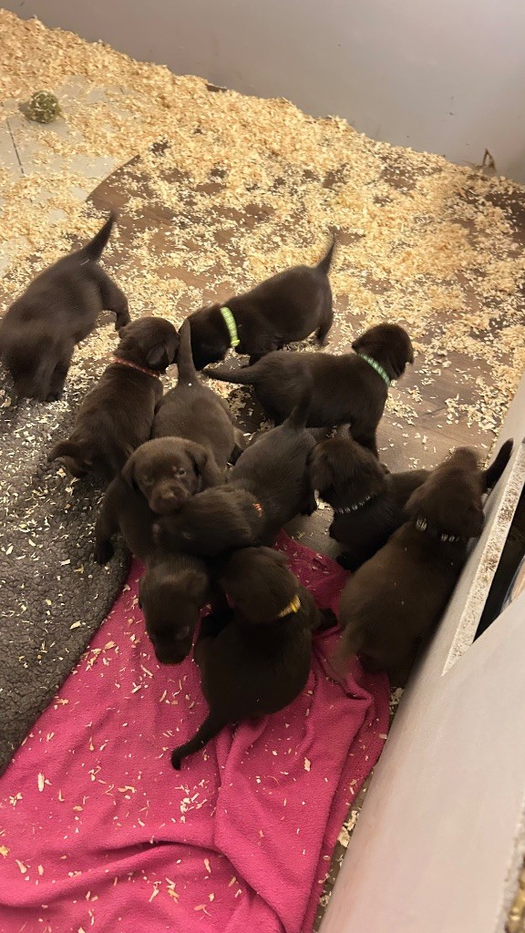 Des Oursons De L'Aisne - Chiot disponible  - Labrador Retriever