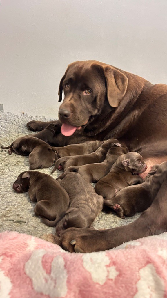 Des Oursons De L'Aisne - Chiot disponible  - Labrador Retriever