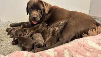 Des Oursons De L'Aisne - Labrador Retriever - Portée née le 04/11/2024