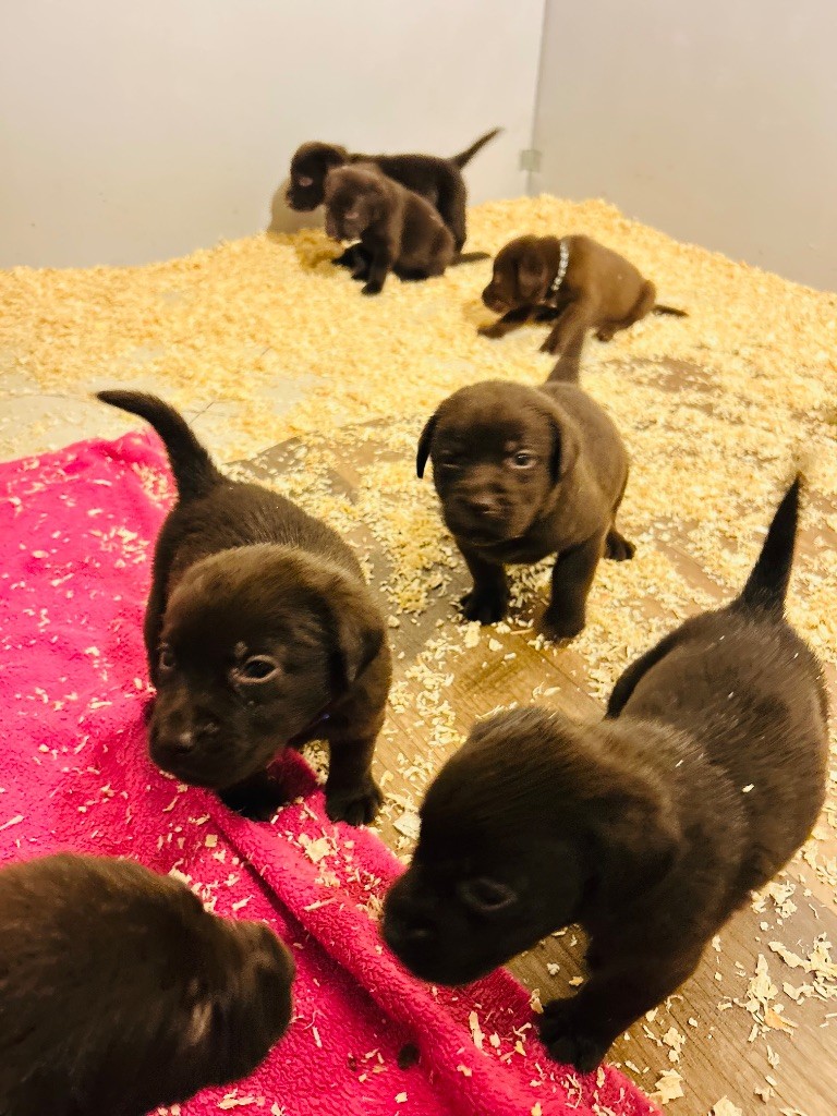 Des Oursons De L'Aisne - Chiot disponible  - Labrador Retriever