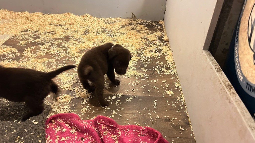 Des Oursons De L'Aisne - Chiot disponible  - Labrador Retriever