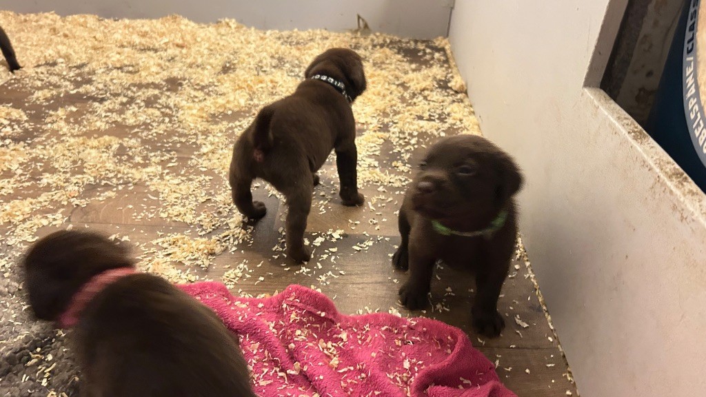 Des Oursons De L'Aisne - Chiot disponible  - Labrador Retriever