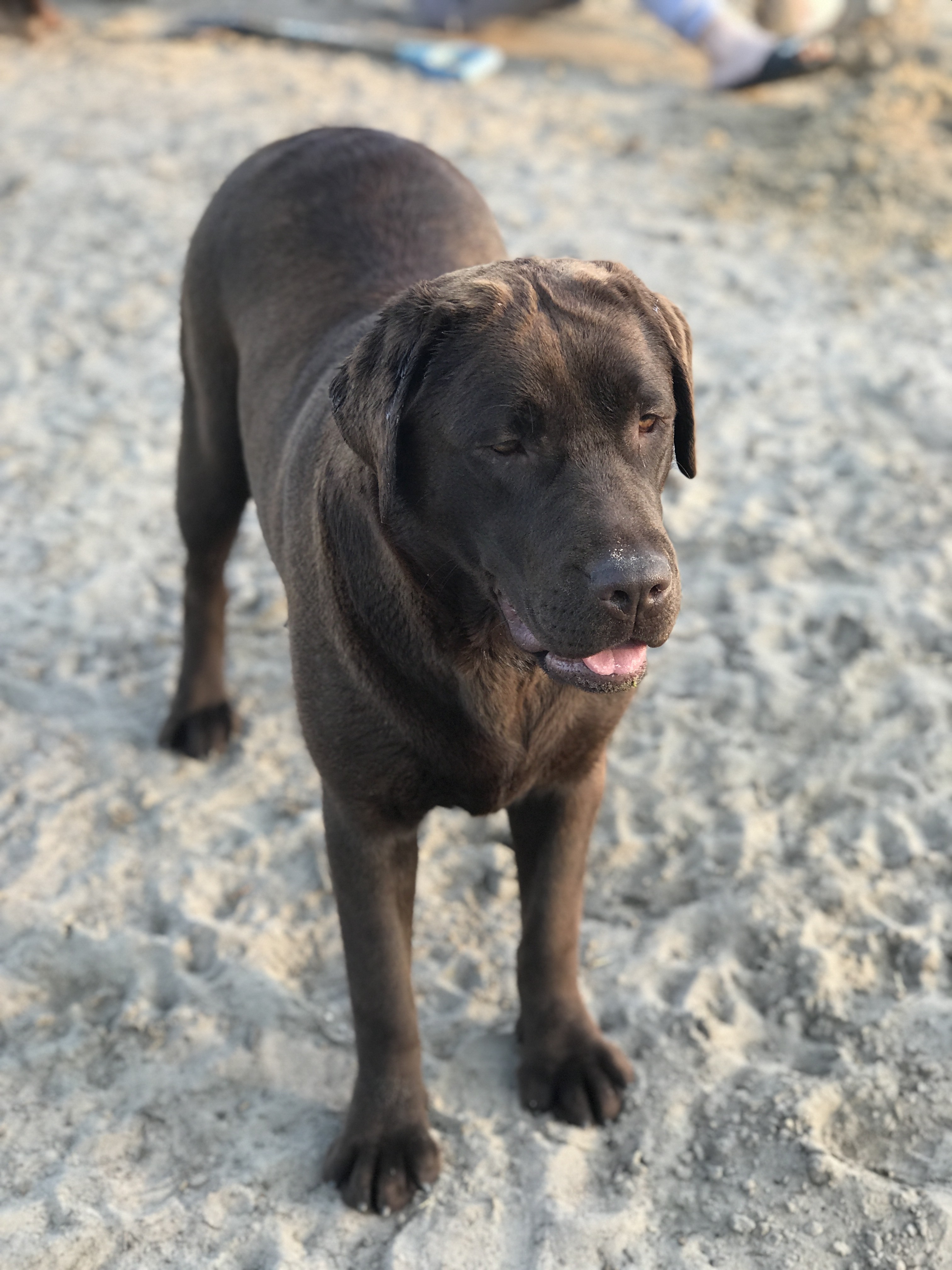 Orka du domaine de goes kuard