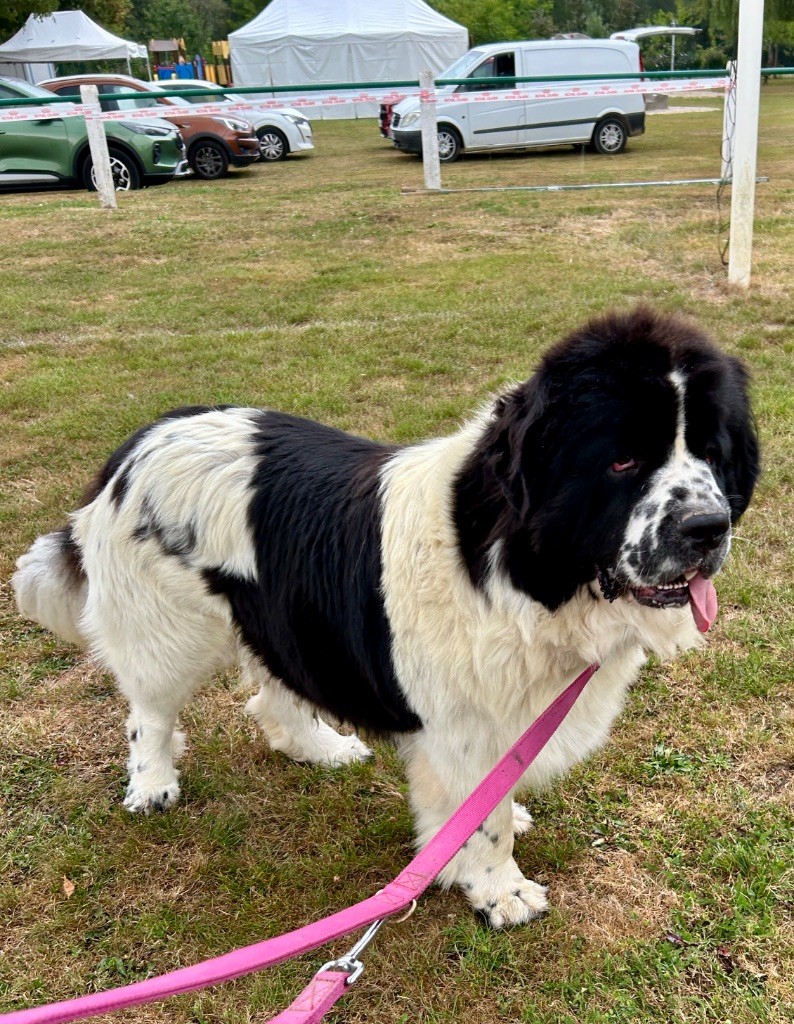 Velvet Des Oursons De L'Aisne