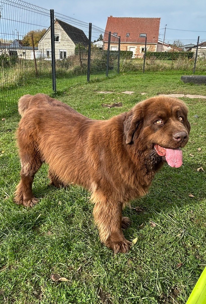 Volga Des Oursons De L'Aisne