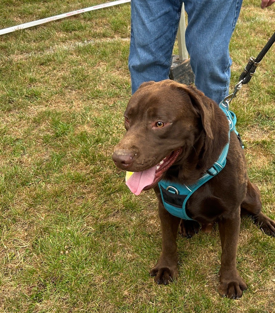 Voltaire bobby Des Oursons De L'Aisne