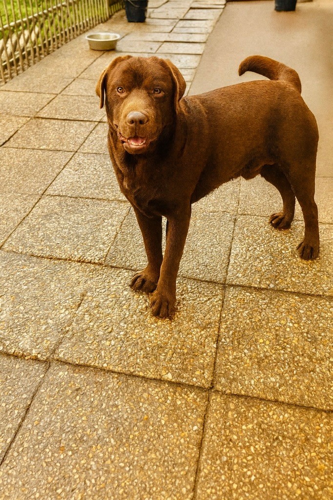 Voltaire bobby Des Oursons De L'Aisne