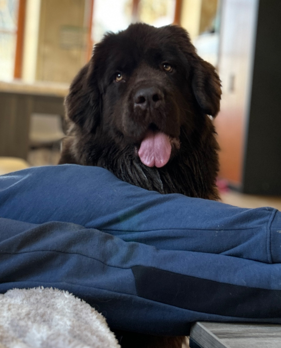 V fidji Des Oursons De L'Aisne