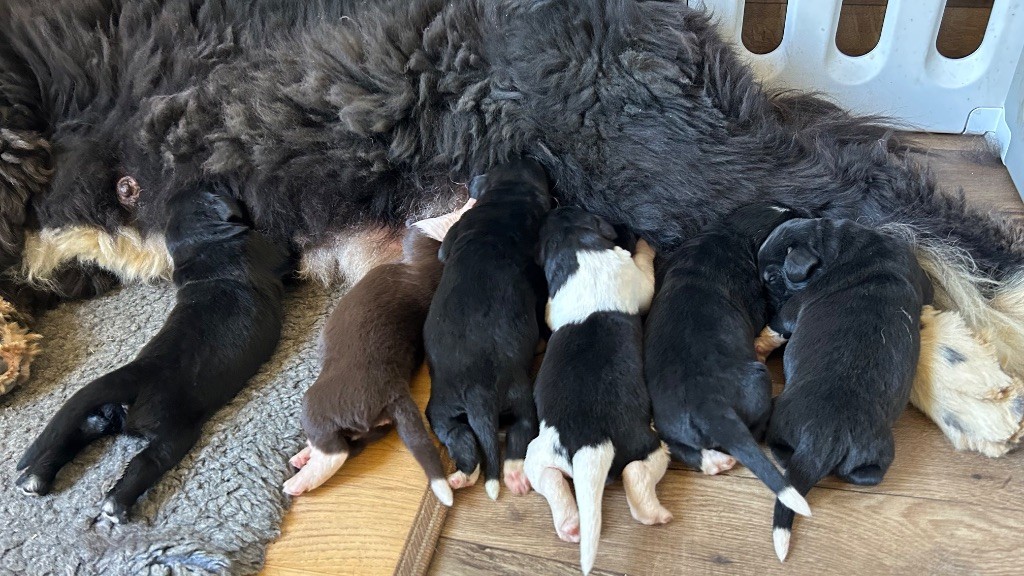 Chiot Terre-neuve Des Oursons De L'Aisne