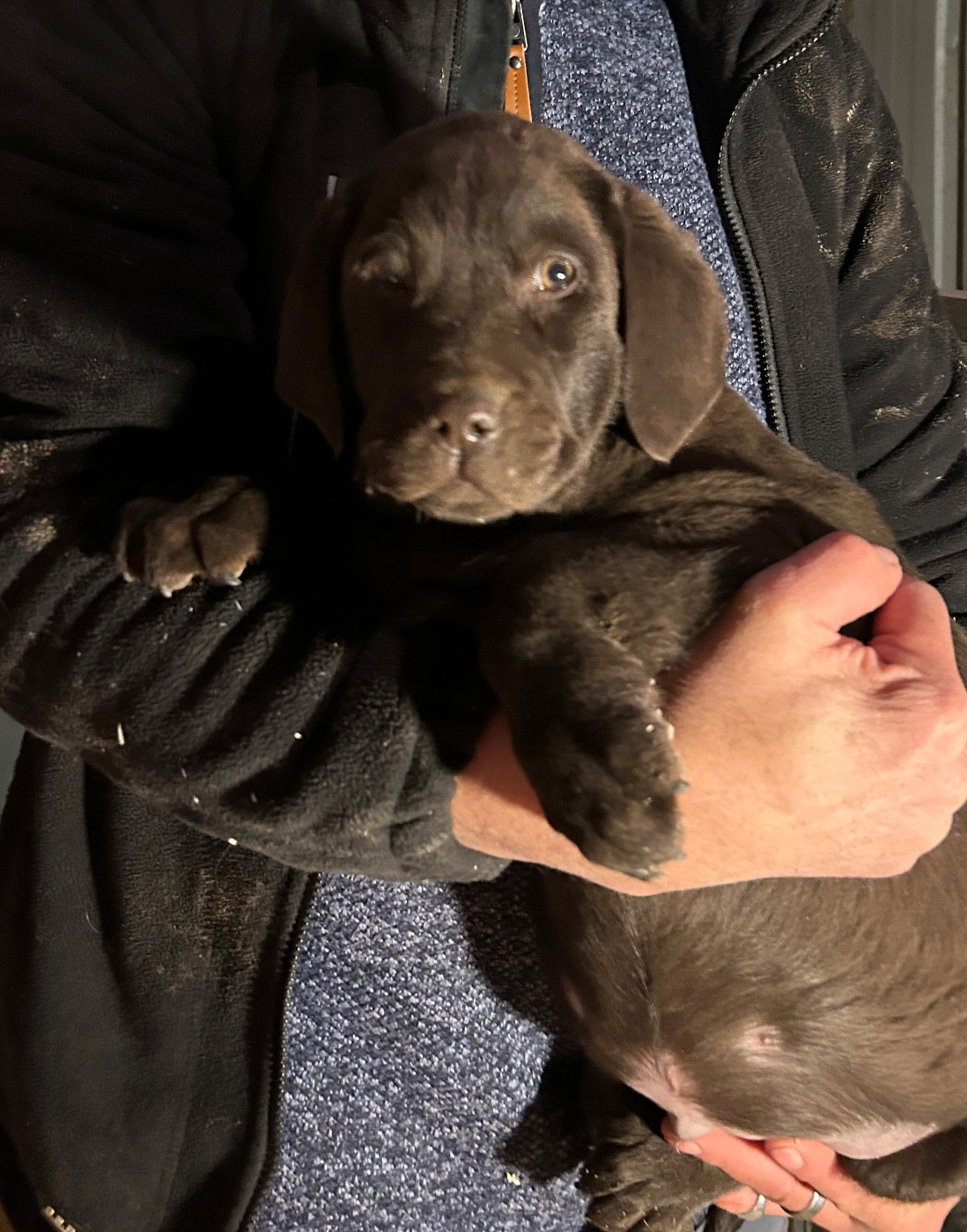 Des Oursons De L'Aisne - Chiots disponibles - Labrador Retriever