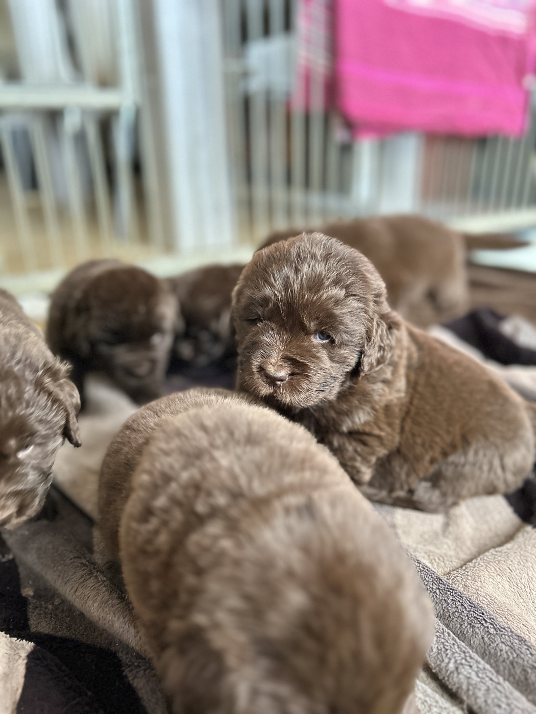 Chiot Terre-neuve Des Oursons De L'Aisne