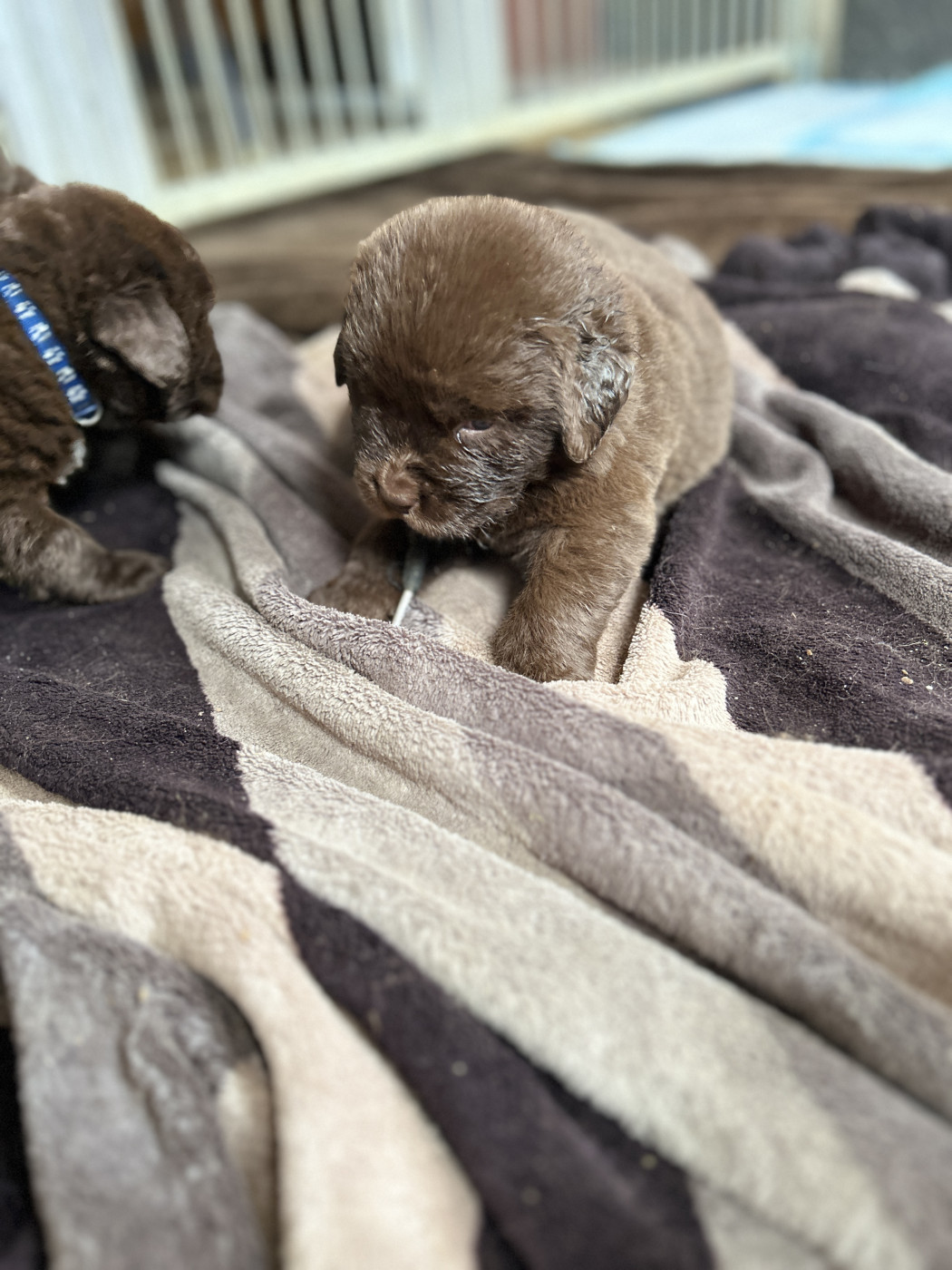 Des Oursons De L'Aisne - Chiots disponibles - Terre-neuve
