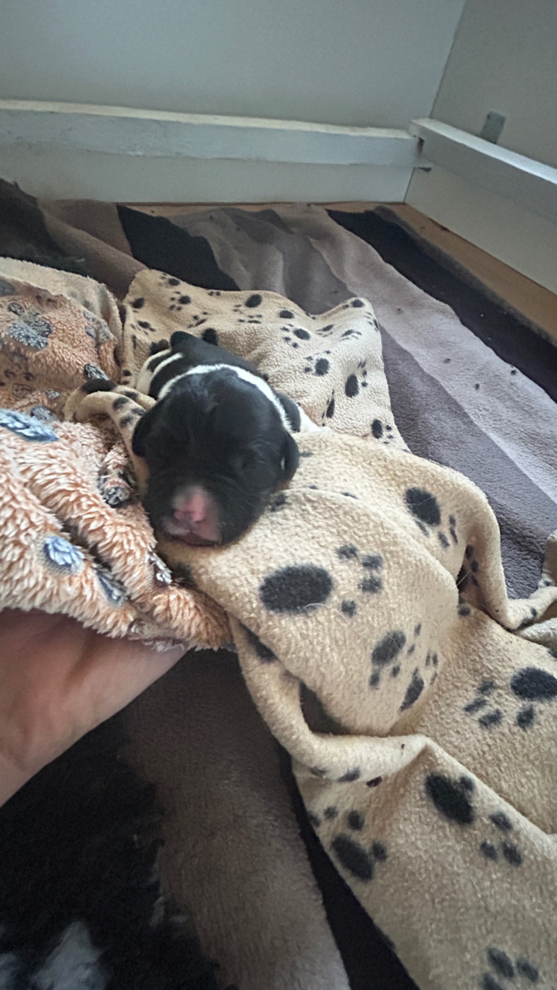 Des Oursons De L'Aisne - Chiots disponibles - Terre-neuve