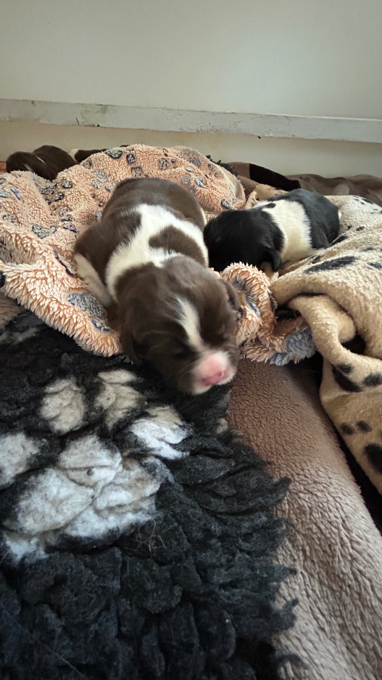 Des Oursons De L'Aisne - Chiots disponibles - Terre-neuve