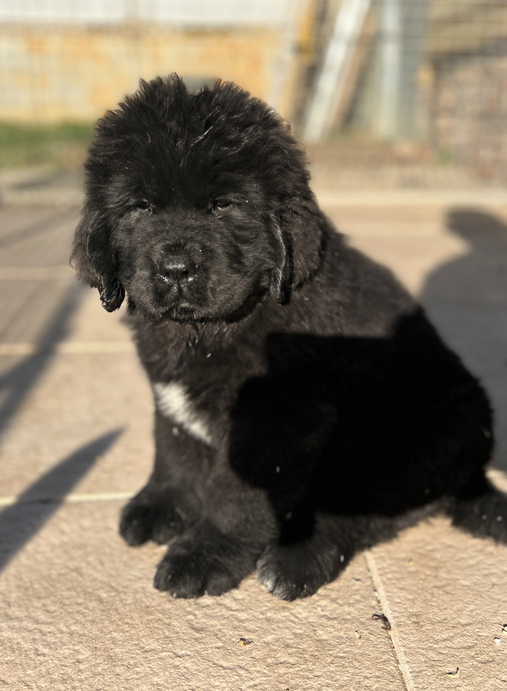 Des Oursons De L'Aisne - Chiots disponibles - Terre-neuve