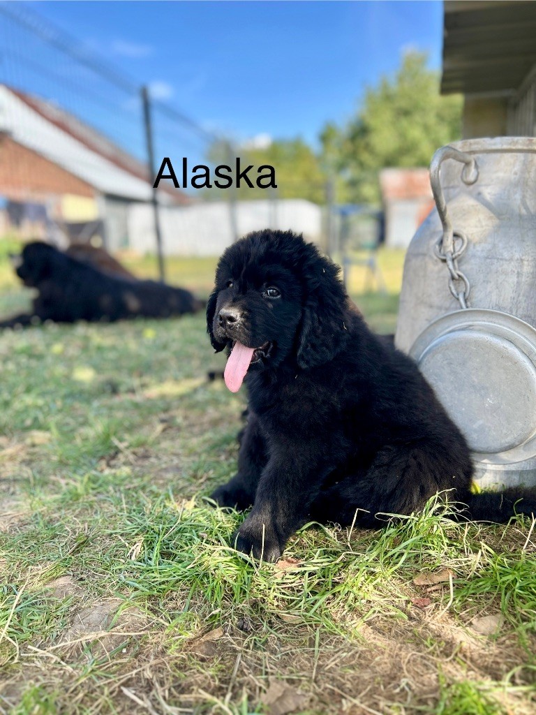 Des Oursons De L'Aisne - Chiots disponibles - Terre-neuve