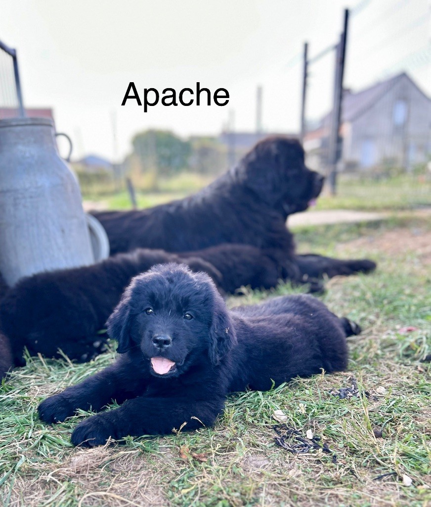 Des Oursons De L'Aisne - Chiots disponibles - Terre-neuve