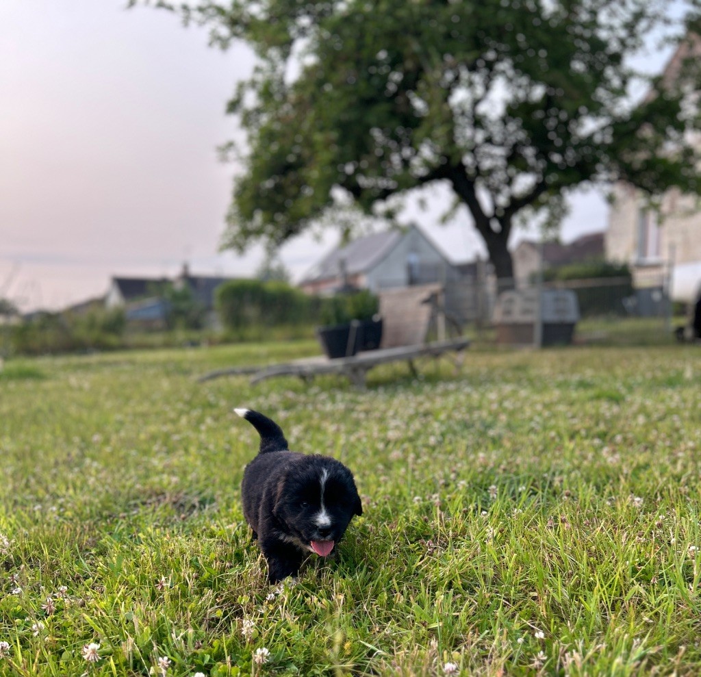 Des Oursons De L'Aisne - Chiots disponibles - Terre-neuve