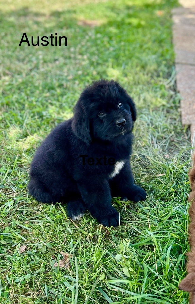 Des Oursons De L'Aisne - Chiots disponibles - Terre-neuve