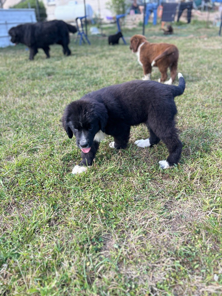 Des Oursons De L'Aisne - Chiots disponibles - Terre-neuve