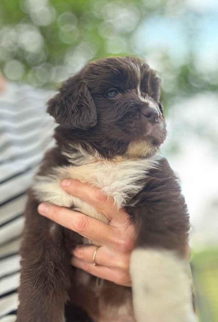 Des Oursons De L'Aisne - Chiots disponibles - Terre-neuve