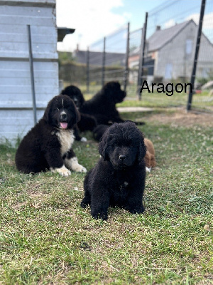 Aragon
