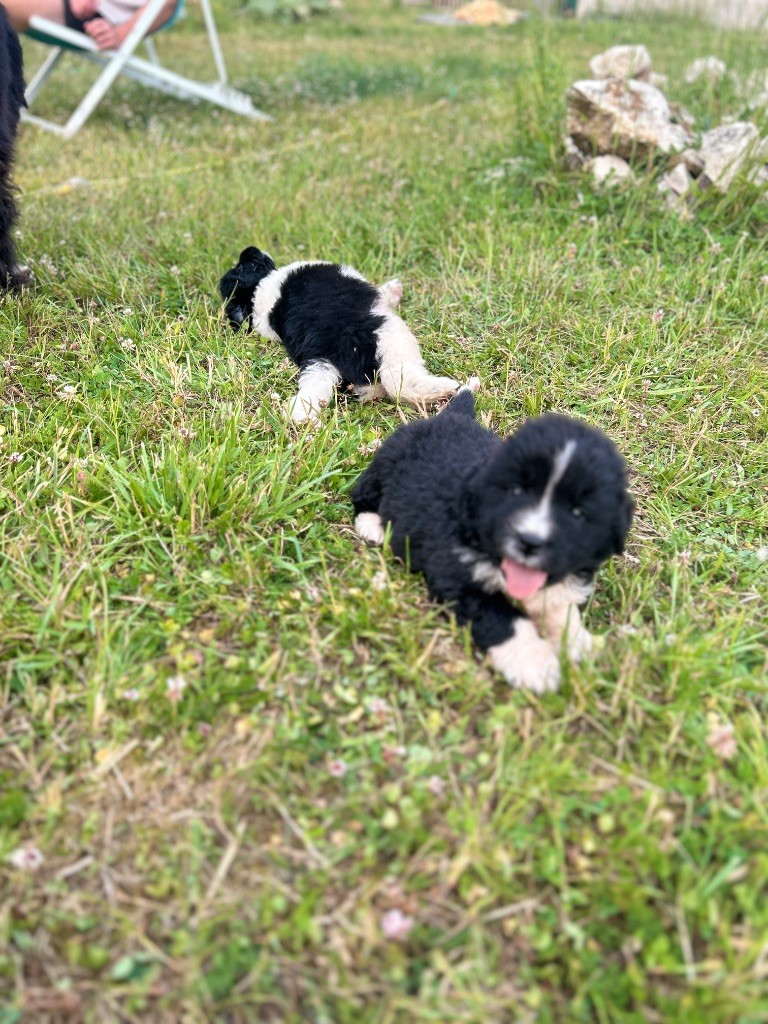 Des Oursons De L'Aisne - Chiots disponibles - Terre-neuve