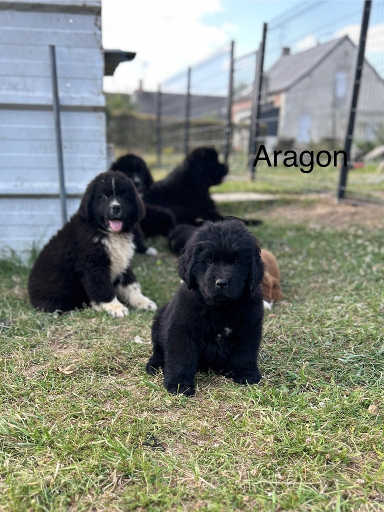 Des Oursons De L'Aisne - Chiots disponibles - Terre-neuve