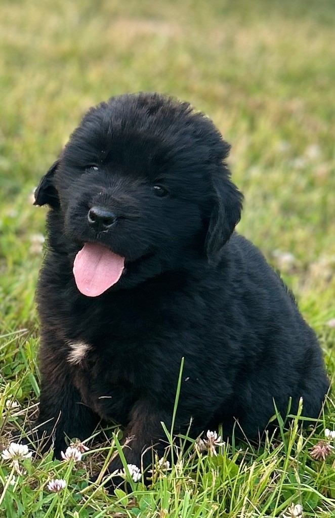 Des Oursons De L'Aisne - Chiots disponibles - Terre-neuve
