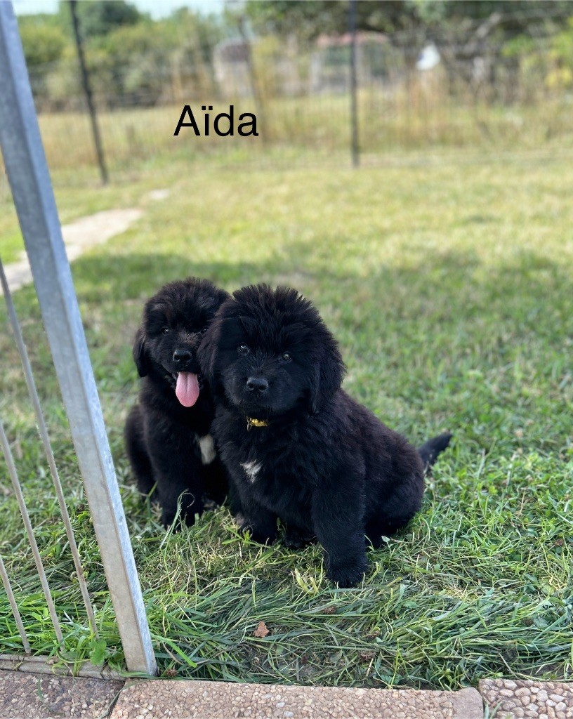 Des Oursons De L'Aisne - Chiots disponibles - Terre-neuve