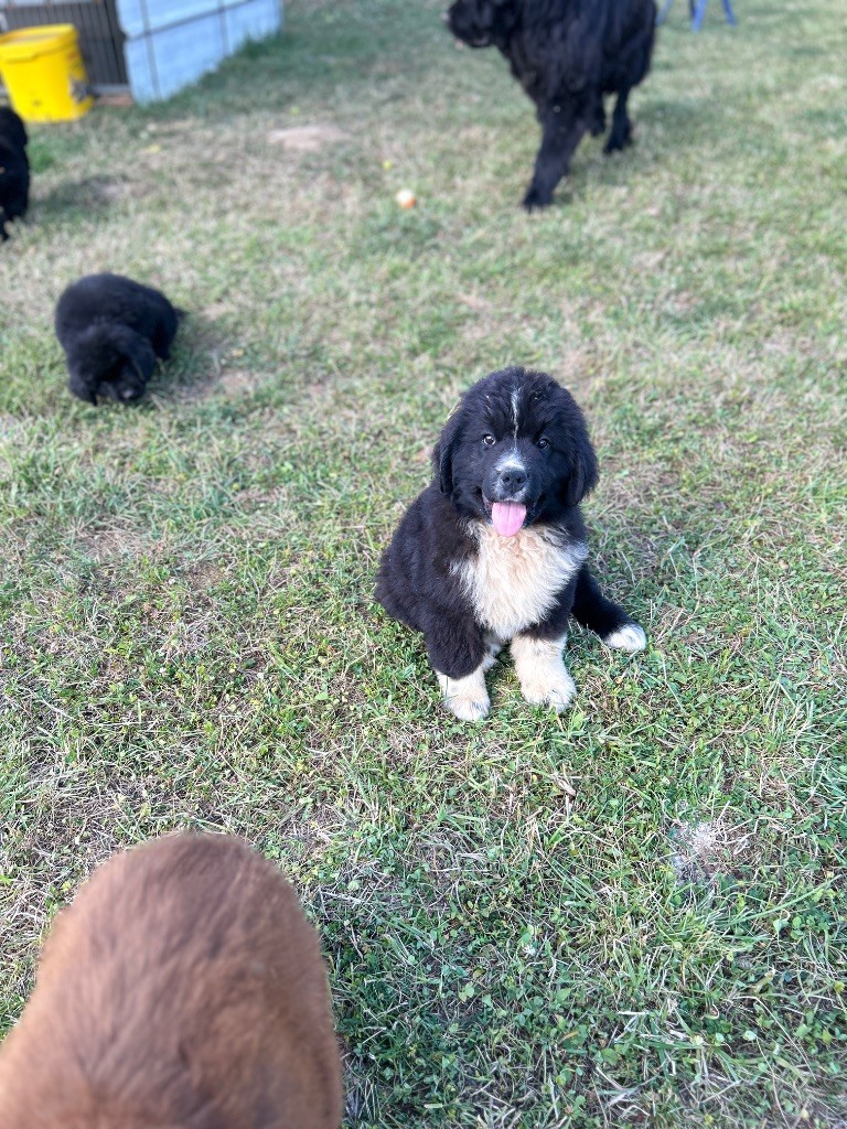 Des Oursons De L'Aisne - Chiots disponibles - Terre-neuve